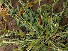 Plagiobothrys acanthocarpus