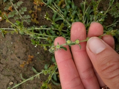 Plagiobothrys acanthocarpus