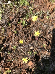Crocidium multicaule