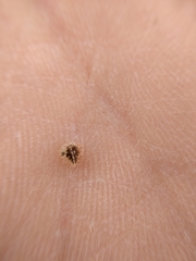 Plagiobothrys acanthocarpus