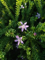 Philotheca salsolifolia