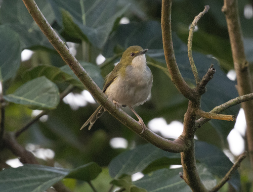 Green Longtail (Urolais epichlorus), photo 5