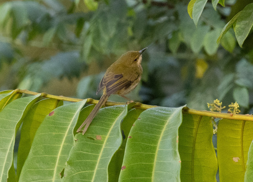 Green Longtail (Urolais epichlorus), photo 6