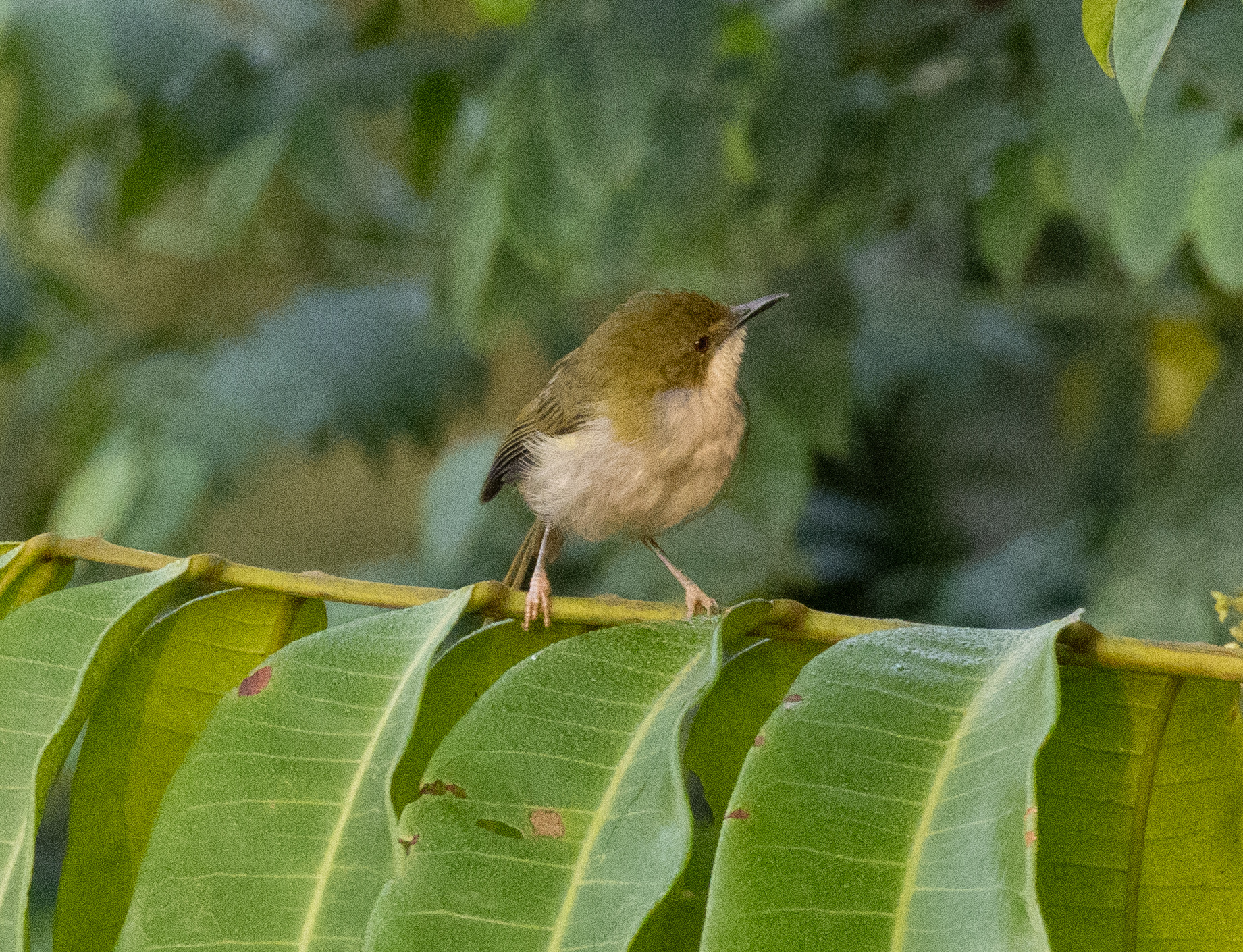 Green Longtail (Urolais epichlorus), photo 3