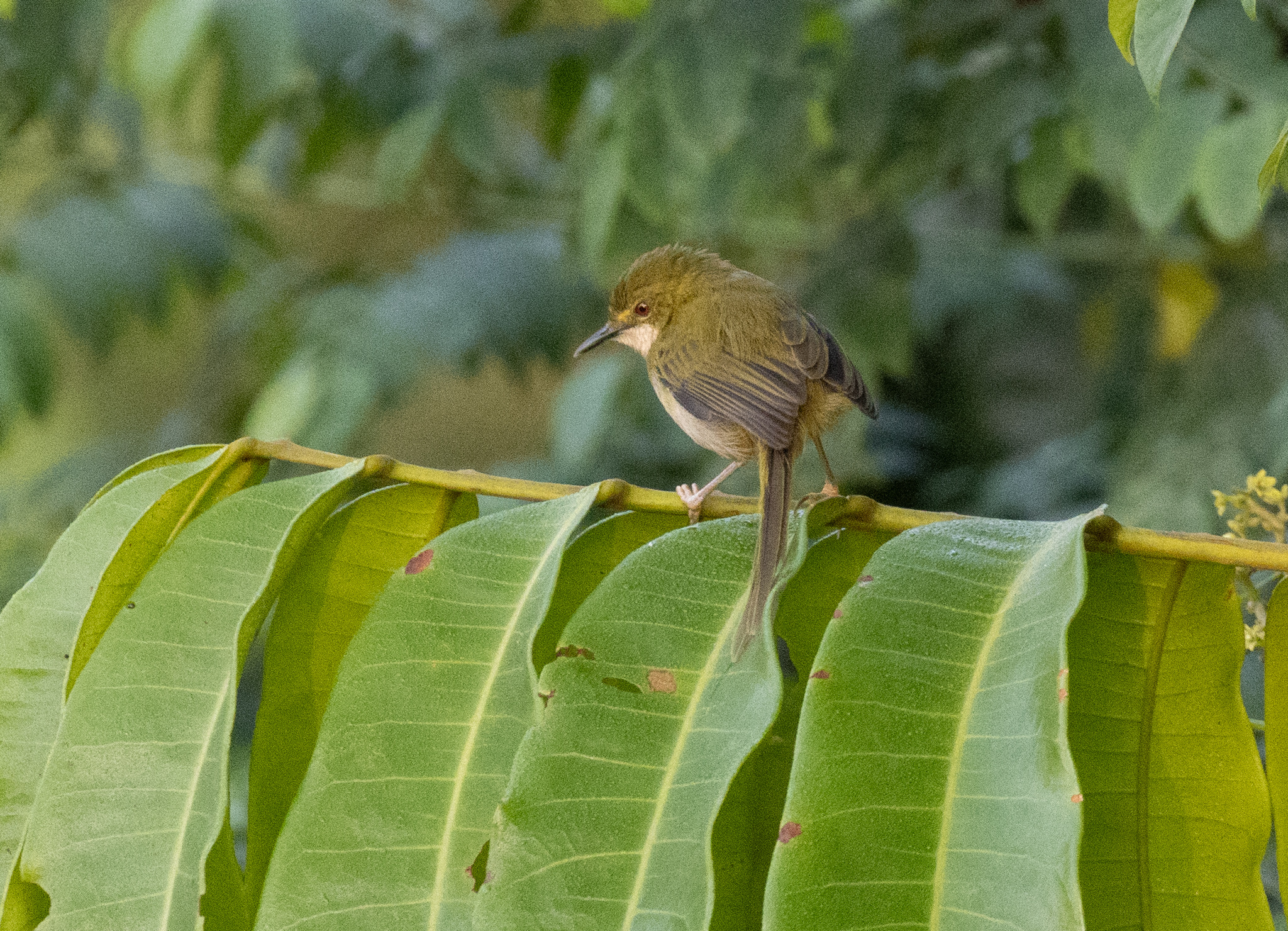 Green Longtail (Urolais epichlorus), photo 2