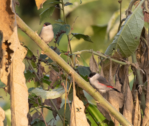 Black-crowned Waxbill (Estrilda nonnula), photo 5