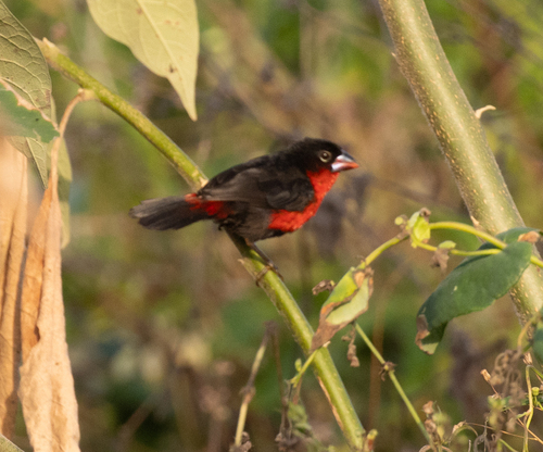 Western Bluebill (Spermophaga haematina), photo 10