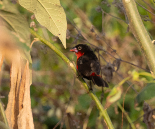 Western Bluebill (Spermophaga haematina), photo 2