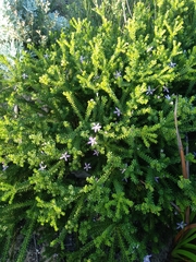 Philotheca salsolifolia