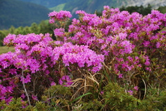Rhododendron rubropilosum