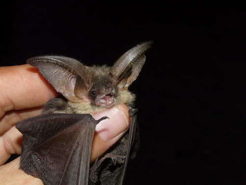 Grey Long-eared Bat, Italy, photo 6 of 10