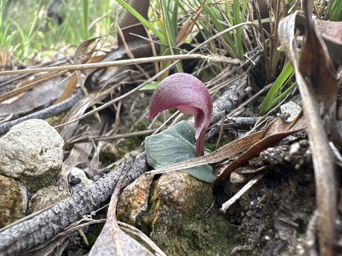 Foto de Corybas aconitiflorus