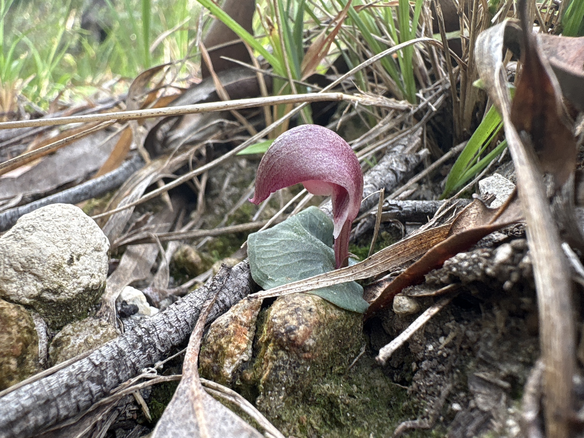 Imagem de Corybas aconitiflorus