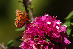 Dione vanillae insularis