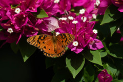 Dione vanillae insularis