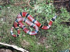 Pliocercus elapoides