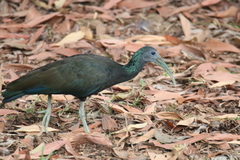 Mesembrinibis cayennensis