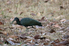 Mesembrinibis cayennensis