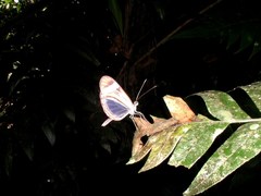 Dismorphia theucharila fortunata