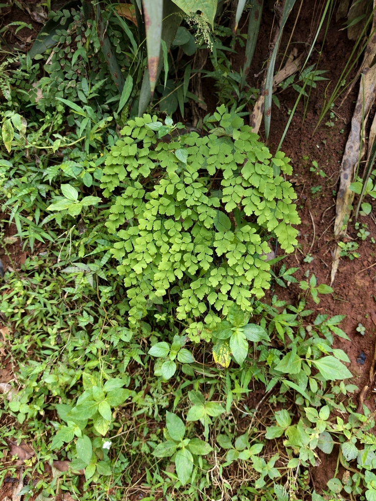 Fan Maidenhair (Adiantum tenerum)