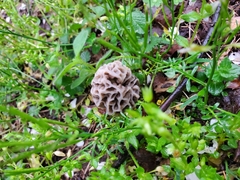 Morchella americana