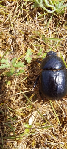 Pentodon idiota