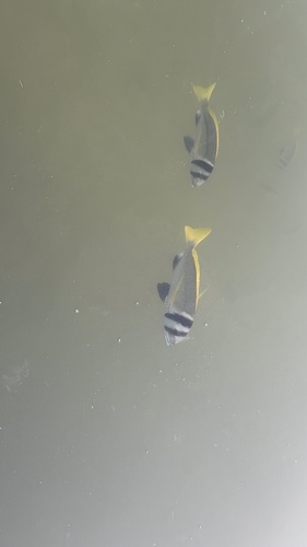 Acanthopagrus bifasciatus