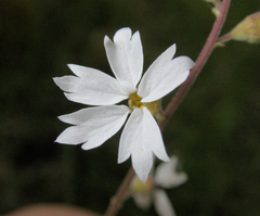 (c) Spencer Hurt, some rights reserved (CC BY) Lithophragma affine, photograph (c) Spencer Hurt, some rights reserved (CC BY)