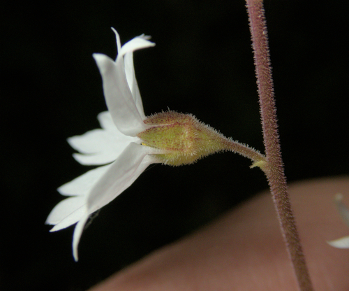 Lithophragma affine, photograph 6
