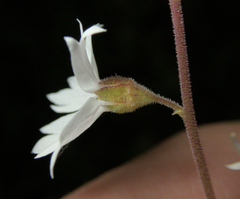 Lithophragma affine, photograph (c) Spencer Hurt, some rights reserved (CC BY)