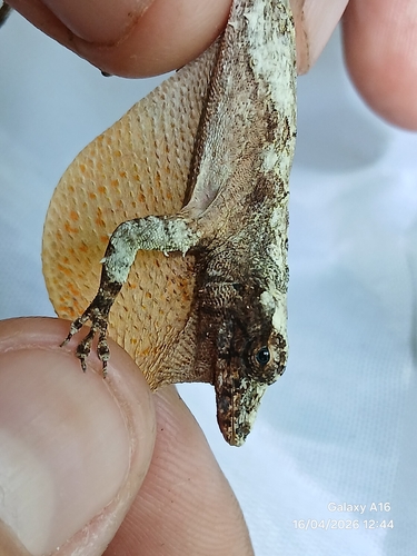 Peach Anole, Anolis loysiana