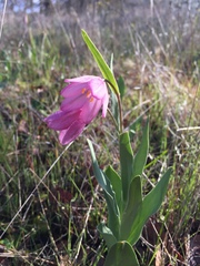 Fritillaria pluriflora