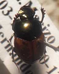 Onthophagus chryses