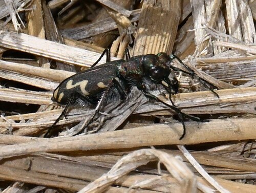 Senile Tiger Beetle photo 5