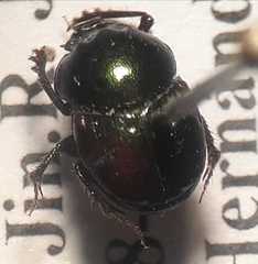 Onthophagus chryses