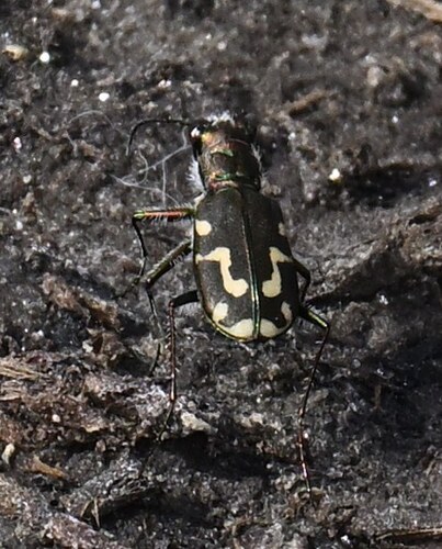 Senile Tiger Beetle photo 3