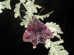 Coronidia