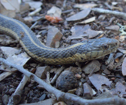 iNaturalist observation photo of Aquatic Garter Snake