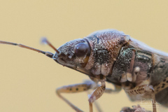 Nysius ericae