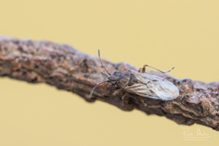 Nysius ericae