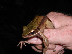 Lithobates juliani
