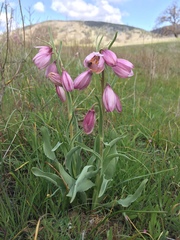 Fritillaria pluriflora