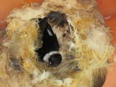 Panyptila cayennensis