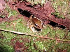 Lithobates juliani