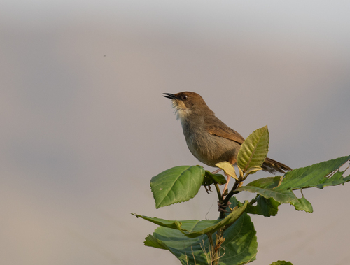 Chubb's Cisticola (Cisticola chubbi), photo 2