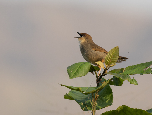 Chubb's Cisticola (Cisticola chubbi)