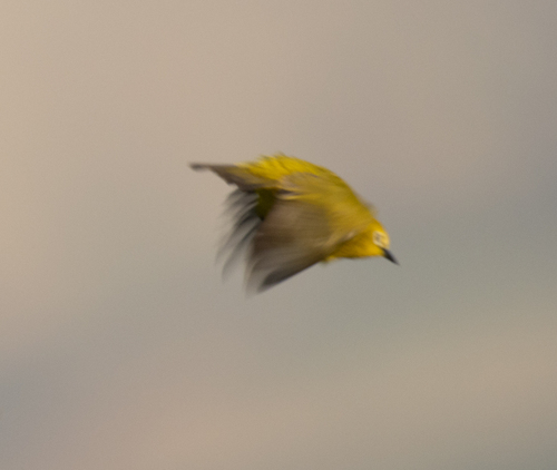 Forest White-eye (Zosterops stenocricotus), photo 3