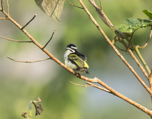 Yellow-rumped Tinkerbird (Pogoniulus bilineatus), photo 3
