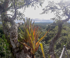Aechmea zebrina