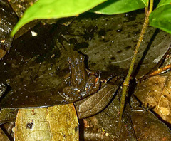 Allobates insperatus